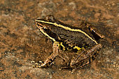 Fort Madagascar Frog(Mantidactylus cf. femoralis) on a rock near a river, Andasibe (Périnet), Région Alaotra-Mangoro, Madagascar