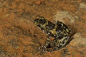 Dumeril's Madagascar Frog (Mantidactylus cf. lugubris) on a rock near a river, Andasibe (Périnet), Alaotra-Mangoro Region, Madagascar