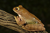 White-lipped Bright-eyed Frog (Boophis albilabris ; synonyme : Rhacophorus albilabris), Andasibe (Périnet), Région Alaotra-Mangoro, Madagascar