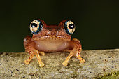 Fiery Bright-eyed Frog (Boophis pyrrhus), Andasibe (Périnet), Alaotra-Mangoro Region, Madagascar