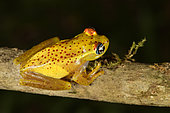 Red-spotted Treefrog (Boophis tasymena), Andasibe (Périnet), Alaotra-Mangoro Region, Madagascar
