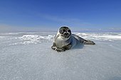 Baikal seal (Pusa sibirica, Phoca sibirica), offspring, freshwater seal lying on the ice, frozen lake Baikal, Siberia, Russia, Europe