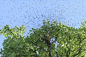 Swarm of bees by a pear tree, western honey bees (Apis mellifera), Baden-Württemberg, Germany, Europe