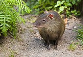Red-rumoped agouti (Dasyprocta leporina), captive, Thuringia, Germany, Europe
