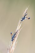 Thread-waisted wasps (Ammophila) on grass