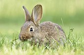Rabbit, domestic, mixed breed with German Giant, feeding in a meadow, Saxony, Germany, Europe