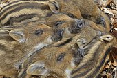 Wild boar (Sus scrofa), piglets warming each other, portrait, captive, North Rhine-Westphalia, Germany, Europe