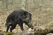 Wild boar (Sus scrofa) foraging at a rotten tree trunk, captive, North Rhine-Westphalia, Germany, Europe