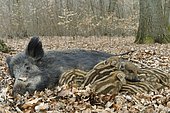 Wild boar (Sus scrofa), sow suckling piglets, captive, North Rhine-Westphalia, Germany, Europe