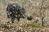 Wild boar (Sus scrofa), sow collecting branches for her nest, captive, North Rhine-Westphalia, Germany, Europe