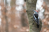 Middle Spotted Woodpecker (Dendrocopos medius) on a cherry tree trunk, Moselle, France