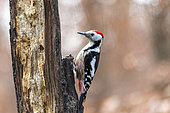 Middle Spotted Woodpecker (Dendrocopos medius) on a dead tree trunk, Moselle, France
