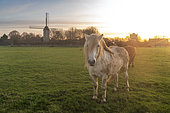 Horses in a meadow in front of the Moulin de Coquelles, at sunrise, Hauts de France, France