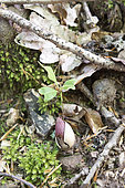 Germination of an acorn in a forest in spring, Moselle, France