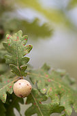 Oak gall, summer, Moselle, France
