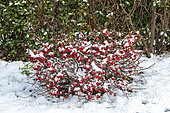 Maule's quince (Chaenomeles japonica) in bloom under the snow, Pas de Calais, France