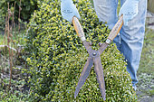 Cutting a boxwood hedge (Buxus sp) using shears in spring, Pas de Calais, France