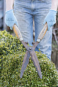 Cutting a boxwood hedge (Buxus sp) using shears in spring, Pas de Calais, France