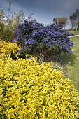 Japanese Spindle (Euonymus japonicus) and Ceanothus (Ceanothus sp) in bloom in spring, Normandy, France