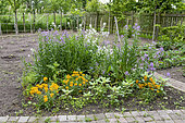 Crop honesty (Lunaria sp) and Wallflower (Erysimum sp) in bloom in a garden in spring, Pas de Calais, France