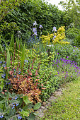 Mixed flower border in a garden in spring, Pas de Calais, France