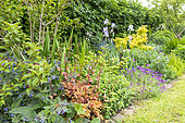 Mixed flower border in a garden in spring, Pas de Calais, France