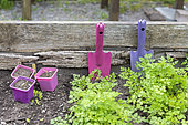 Flat parsley and flower buckets in a wooden tray in spring, Pas de Calais, France
