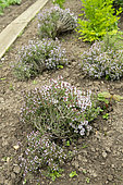 Thyme (Thymus vulgaris) in bloom in a garden in spring, Pas de Calais, France