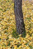 Ginkgo leaves (Ginkgo biloba) on the ground in autumn, Moselle, France
