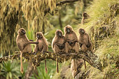 Gelada (Theropithecus gelada) group at rest on tree heather covered with lichens, Siemen Mountains, Ethiopia