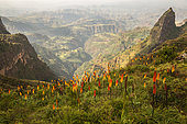 Torch Lily (Kniphofia foliosa), spectacular flowering on the highlands at 3500 meters above sea level, Simien mountains, Ethiopia
