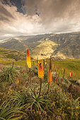 Torch Lily (Kniphofia foliosa), spectacular flowering on the highlands at 3500 meters above sea level, Simien mountains, Ethiopia