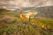 Torch Lily (Kniphofia foliosa), spectacular flowering on the highlands at 3500 meters above sea level, Simien mountains, Ethiopia