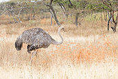 Somali ostrich (Struthio molybdophanes) immature female in the savannah, Abjata, Ethiopia