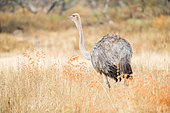 Somali ostrich (Struthio molybdophanes) immature female in the savannah, Abjata, Ethiopia