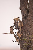 Chacma baboon (Papio ursinus) young playing on a tree, Botswana