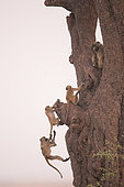 Chacma baboon (Papio ursinus) young playing on a tree, Botswana