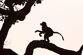 Chacma baboon (Papio ursinus) young on a tree at dusk, Botswana