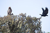 Thick-billed Raven (Corvus crassirostris) and Tawny Eagle (Aquila rapax) on a tree, Simien mountain, Ethiopia