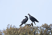Thick-billed Raven (Corvus crassirostris) faithful couple on a tree, Simien mountain, Ethiopia