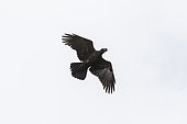 Thick-billed Raven (Corvus crassirostris) in flight, Simien mountain, Ethiopia