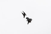Thick-billed Raven (Corvus crassirostris) in flight, Simien mountain, Ethiopia