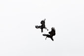 Thick-billed Raven (Corvus crassirostris) in flight, Simien mountain, Ethiopia
