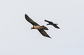 Thick-billed Raven (Corvus crassirostris) and Lammergeier (Gypaetus barbatus) in flight, Simien mountain, Ethiopia
