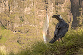Thick-billed Raven (Corvus crassirostris) on cliff and waterfall, Simien mountain, Ethiopia