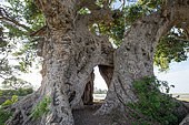 Giant sycamore fig or sycamore (Ficus sycomorus) multicentennial, giant, Rift Valley, Ethiopia