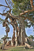 Giant sycamore fig or sycamore (Ficus sycomorus) multicentennial, giant, Rift Valley, Ethiopia