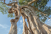Giant sycamore fig or sycamore (Ficus sycomorus) multicentennial, giant, Rift Valley, Ethiopia