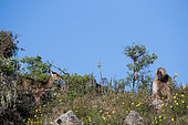 Gelada (Theropithecus gelada), Siemen Mountains, Ethiopia