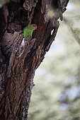 Black-winged Lovebird (Agapornis taranta) in the hollow of an acacia, Rift Valley, Ethiopia